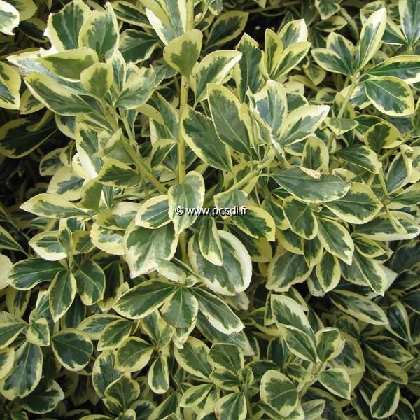 Euonymus japonicus Bravo (1)