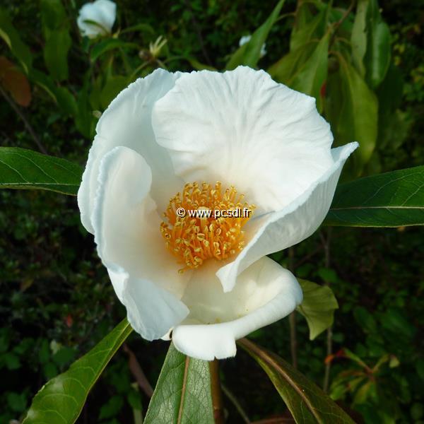 Franklinia alatamaha (2)