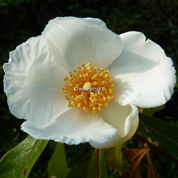 Franklinia alatamaha (3)