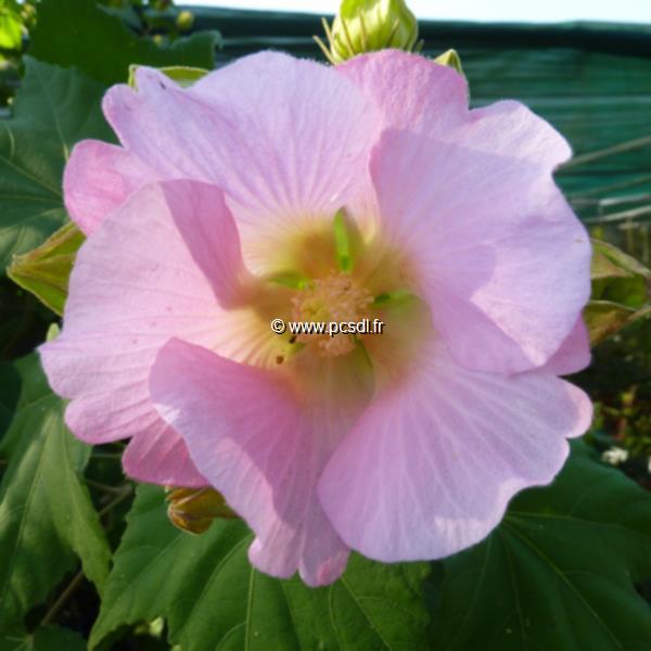 Hibiscus mutabilis Rosea (1)