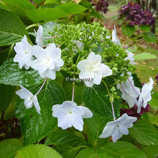 Hydrangea marophylla Hanabi (2)