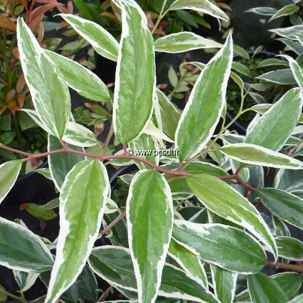 Leucothoe fontanesiana Whitewater (1)
