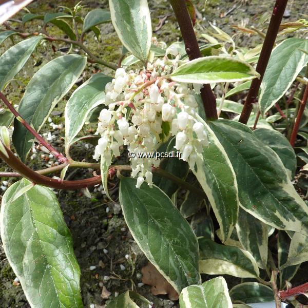Leucothoe fontanesiana Whitewater (6)