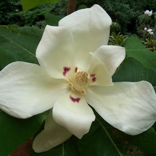 Magnolia macrophylla