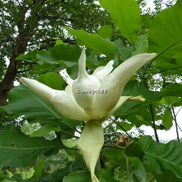 Magnolia macrophylla (5)