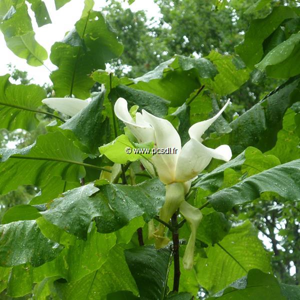 Magnolia macrophylla (11)