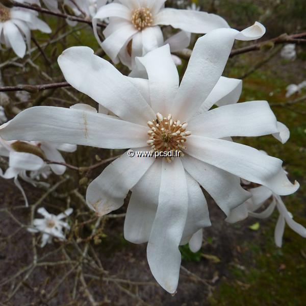 Magnolia stellata (2)