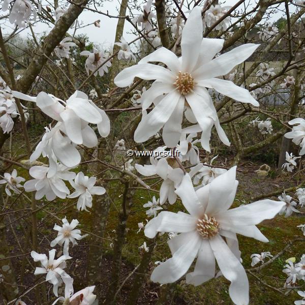 Magnolia stellata (3)