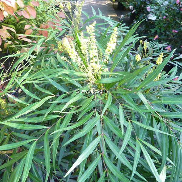 Mahonia Nara Hiri (4)