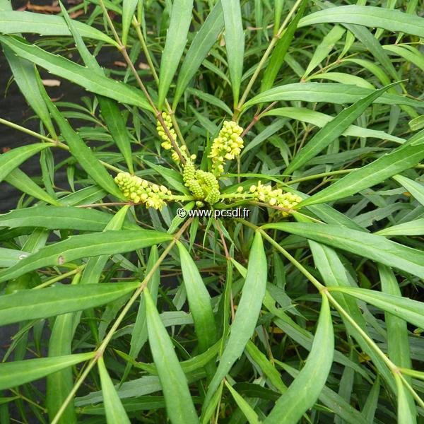 Mahonia eurybracteata Softcaress (1)