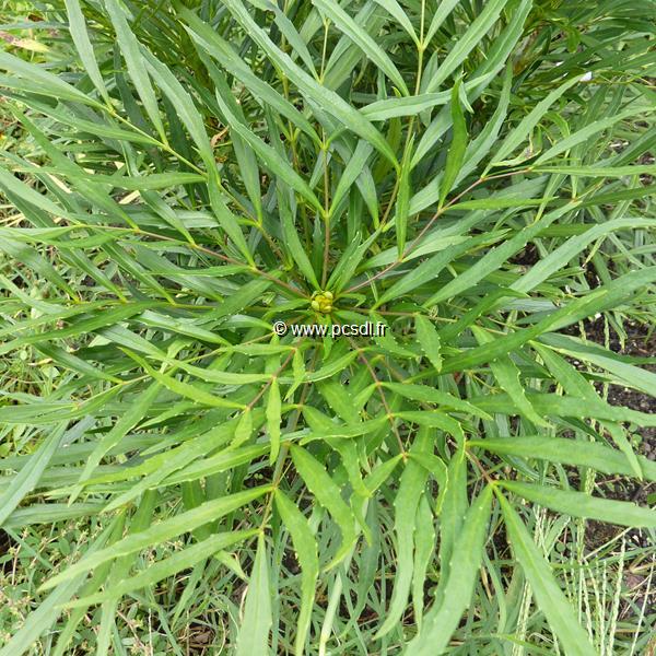Mahonia eurybracteata Solftcaress