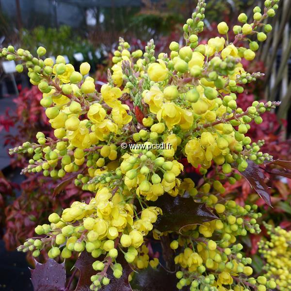 Mahonia wagneri Fireflame (2)