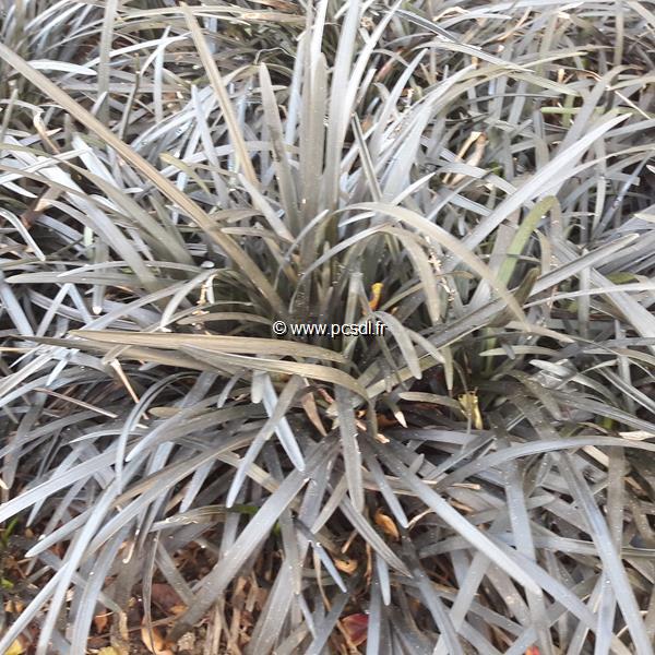 Ophiopogon Nigrescens (3)