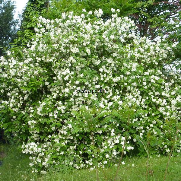 Philadelphus coronarius (4)