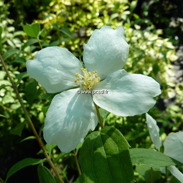 Philadelphus Silberregen (2)