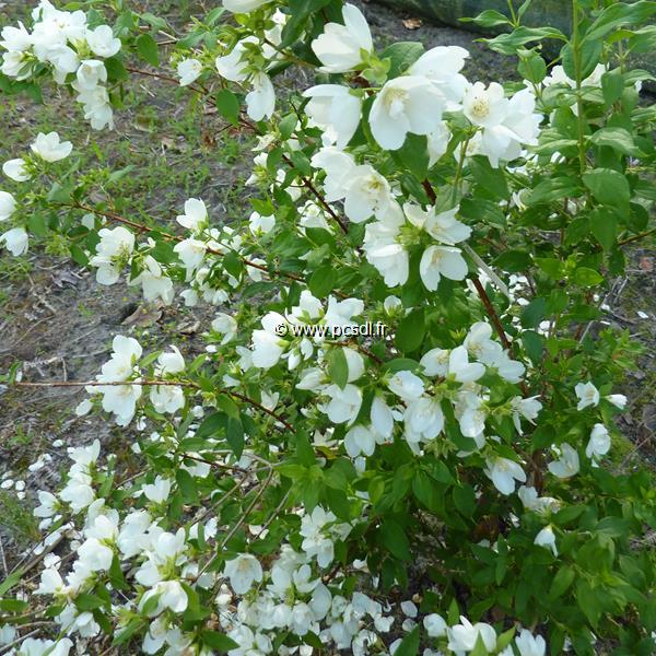 Philadelphus Manteau dHermine (3)