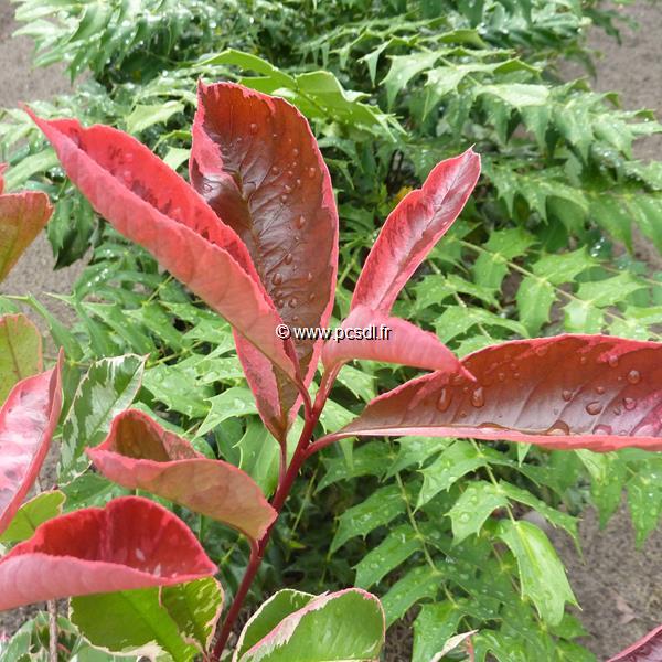 Photinia fraseri Pink Marble (10)
