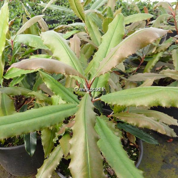Photinia serratifolia (2)