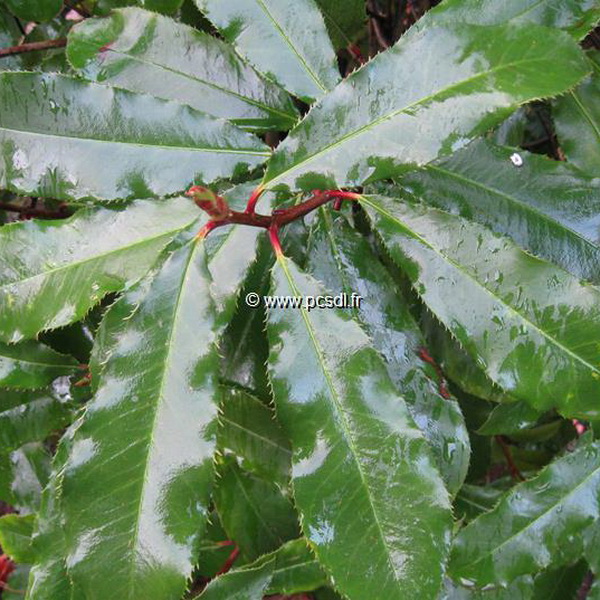 Photinia serratifolia
