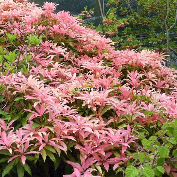 Pieris Bert Chandler (1)