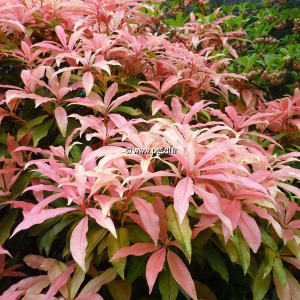 Pieris Bert Chandler (3)