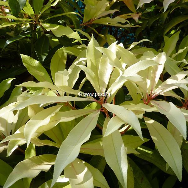 Pieris Bert Chandler (5)