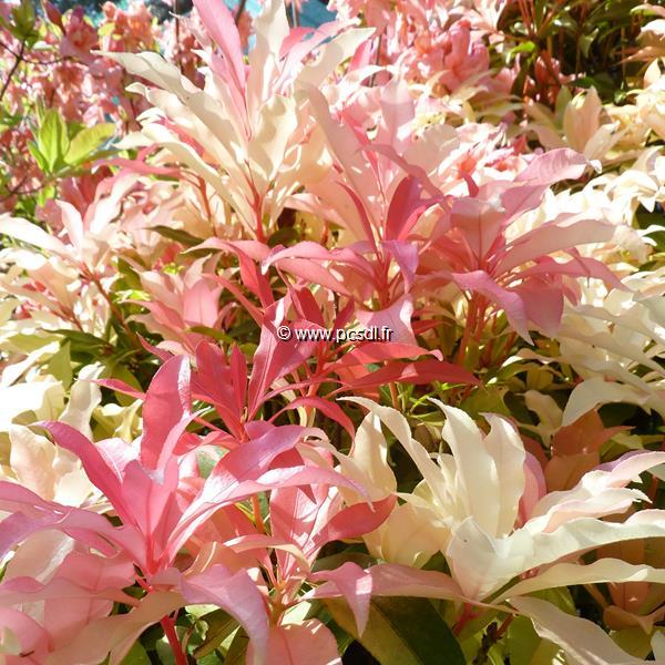 Pieris Bert Chandler (10)
