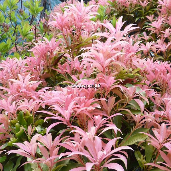 Pieris Bert Chandler (11)