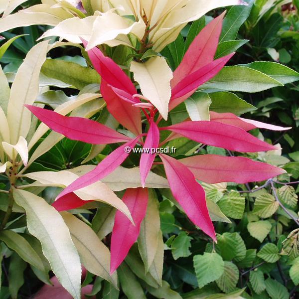 Pieris Bert Chandler (12)