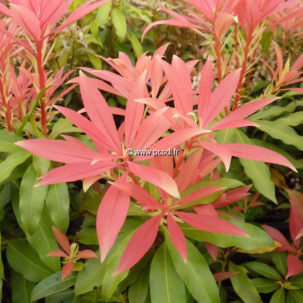 Pieris Bert Chandler (13)