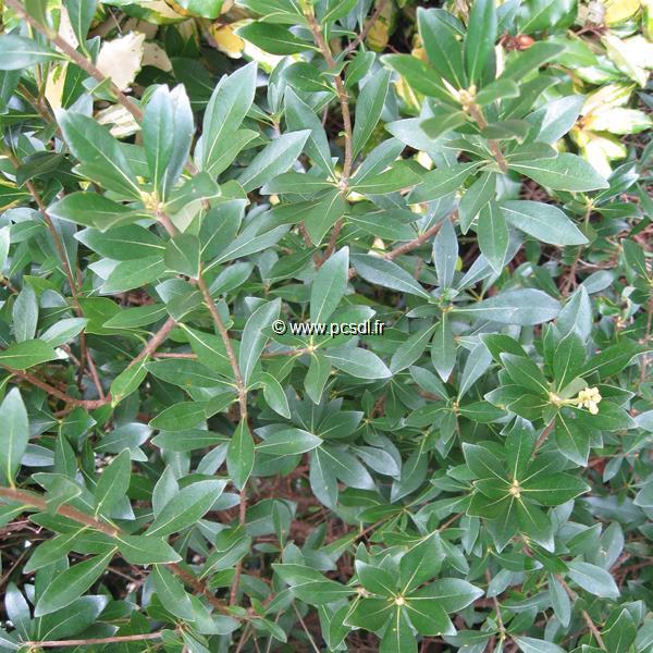 Pittosporum heterophyllum