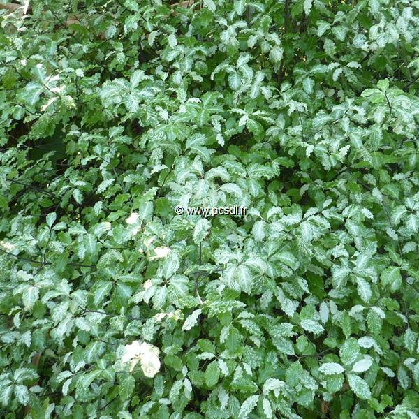 Pittosporum tenuifolium Irene Paterson