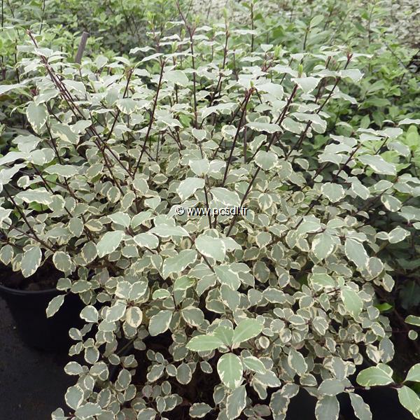 Pittosporum tenuifolium Victoria (2)