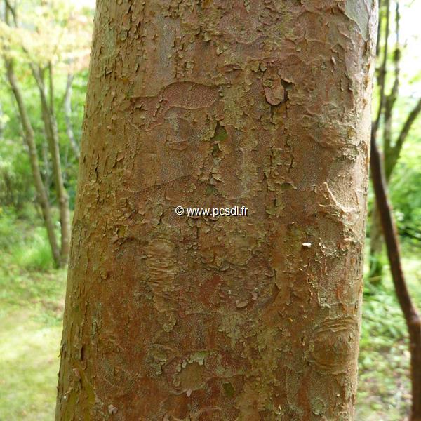 Stewartia sinensis (4)