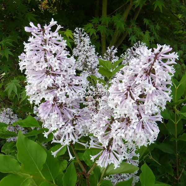 Syringa Miss Kim (3)