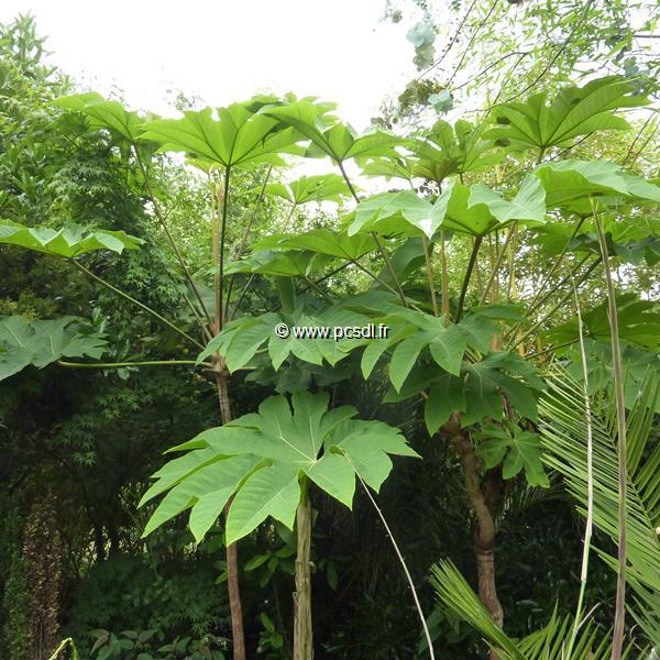 Tetrapanax papyrifer (3)