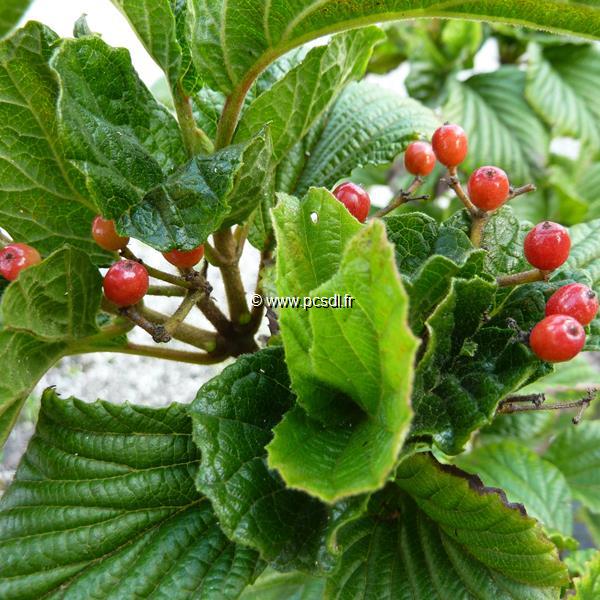 Viburnum dilatatum Erie