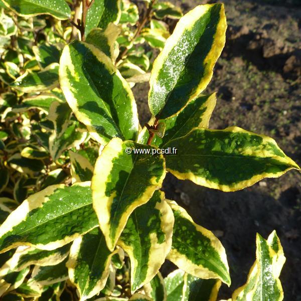 Elaeagnus ebbingei Gilt Edge (1)