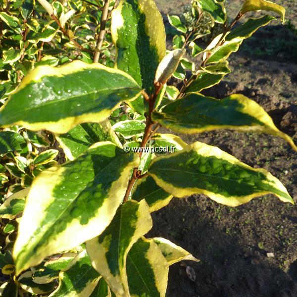 Elaeagnus ebbingei Gilt Edge (2)