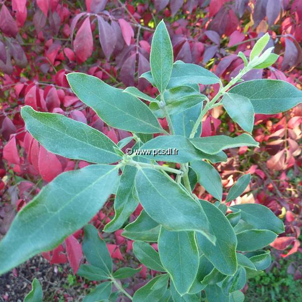 Garrya thuretii (5)