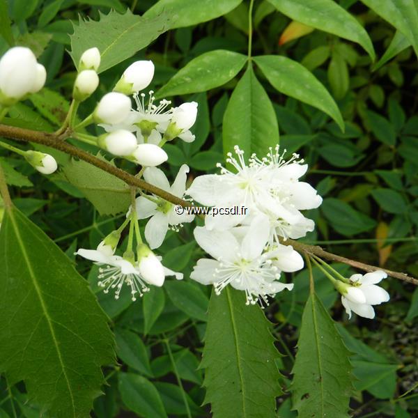Hoheria Borde Hill (2)