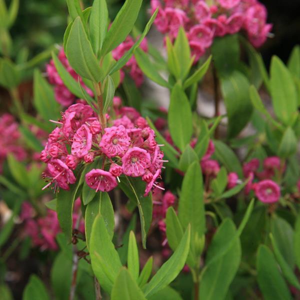 Kalmia angustifolia rubra (2)