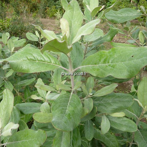 Garrya laurifolia ssp. macrophylla C4L 40/60 Tous les arbustes