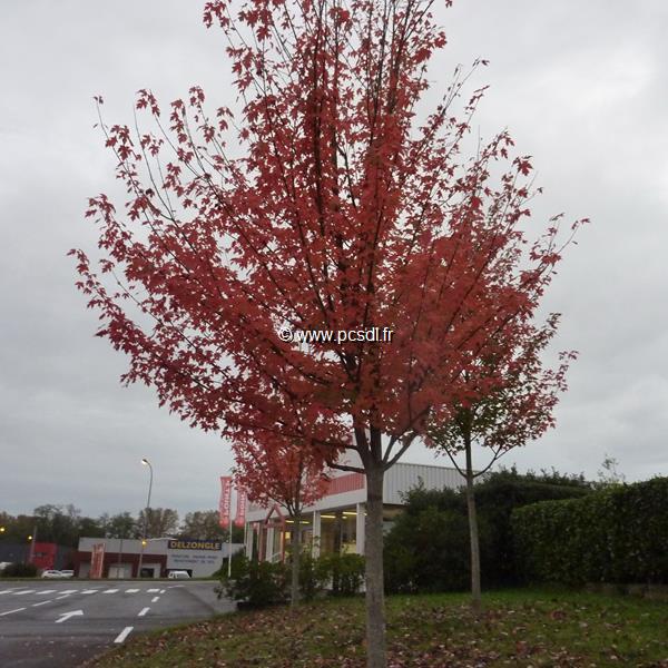 Acer freemanii Autumn Blaze (1)