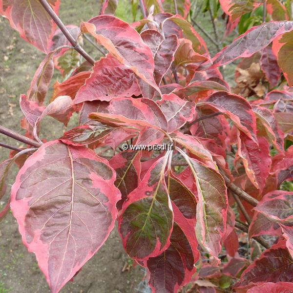 Cornus florida Cherokee Daybreak (1)