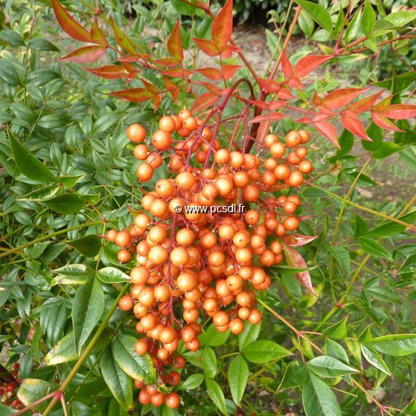 Nandina domestica Richmond (1)