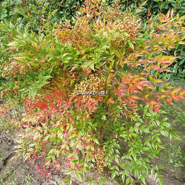 Nandina domestica Richmond (2)