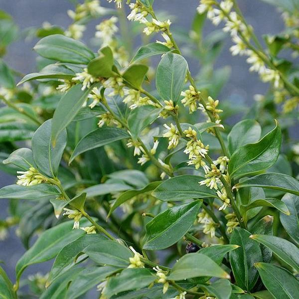 Sarcococca hookeriana humilis (3)