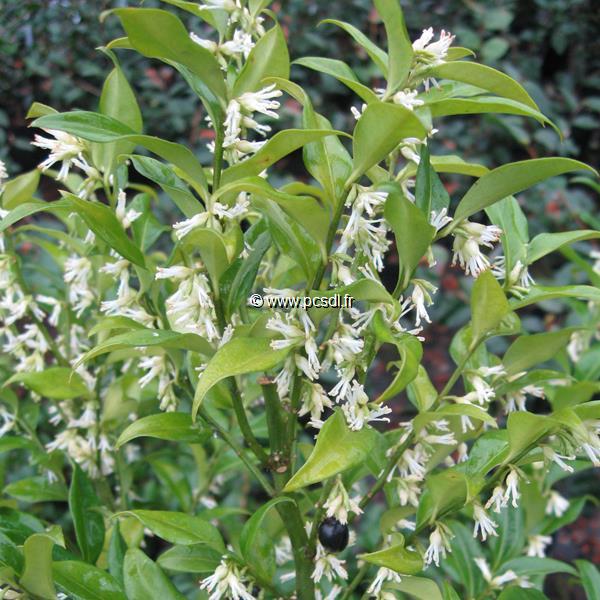 Sarcococca ruscifolia chinensis