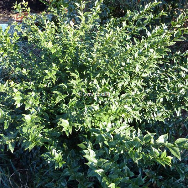 Sarcococca ruscifolia chinensis (3)